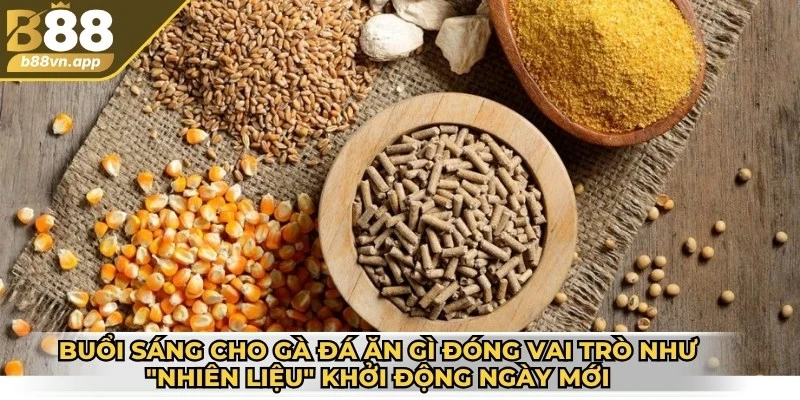Buổi sáng cho gà đá ăn gì? - Gợi ý thực đơn và lưu ý 2 Buổi sáng cho gà đá ăn gì đóng vai trò như "nhiên liệu" khởi động ngày mới