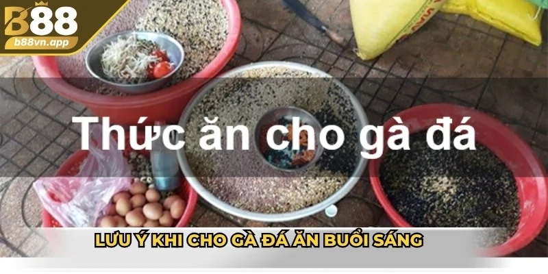 Buổi sáng cho gà đá ăn gì? - Gợi ý thực đơn và lưu ý 4 Lưu ý khi cho gà đá ăn buổi sáng