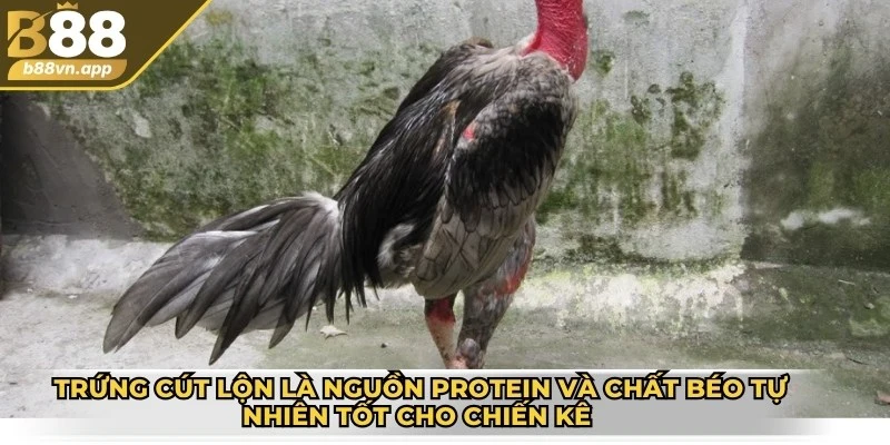 Buổi sáng cho gà đá ăn gì? - Gợi ý thực đơn và lưu ý 3 Trứng cút lộn là nguồn protein và chất béo tự nhiên tốt cho chiến kê vào buổi sáng