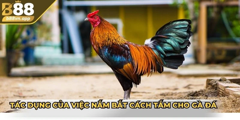 Cách tắm cho gà đá đúng cách, chuyên nghiệp từ các sư kê 2 Tác dụng của việc nắm bắt cách tắm cho gà đá