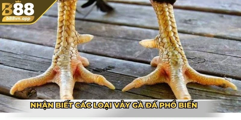 Cách xem vảy gà đá - Hướng dẫn chi tiết và lưu ý quan trọng 3 Nhận biết các loại vảy gà đá phổ biến