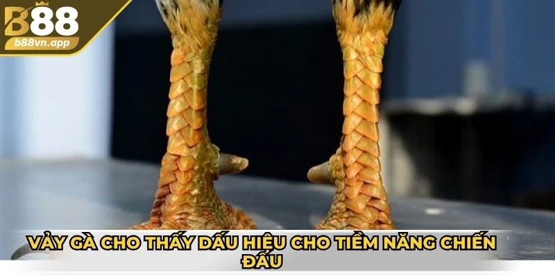Cách xem vảy gà đá - Hướng dẫn chi tiết và lưu ý quan trọng 2 Vảy gà cho thấy dấu hiệu cho tiềm năng chiến đấu