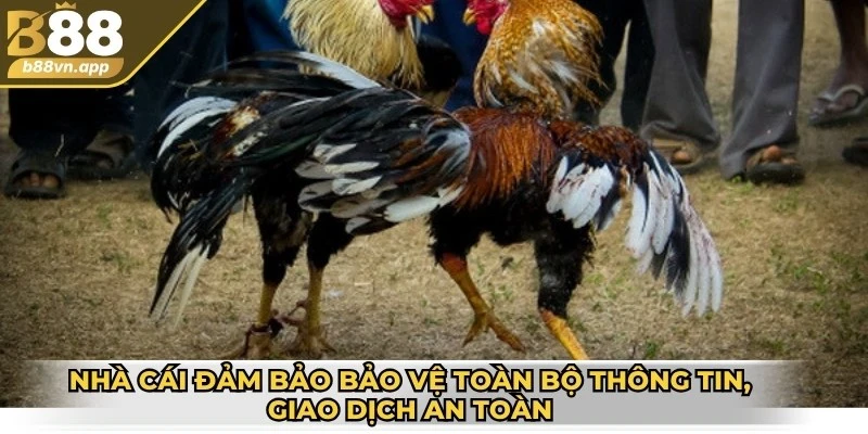 Đá gà B88 – Sân chơi kịch tính cho dân đam mê chọi kê 2 Nhà cái đảm bảo bảo vệ toàn bộ thông tin, giao dịch an toàn