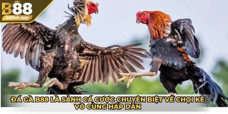 Đá gà B88 – Sân chơi kịch tính cho dân đam mê chọi kê 1 Đá gà B88 là sảnh cá cược chuyên biệt về chọi kê vô cùng hấp dẫn