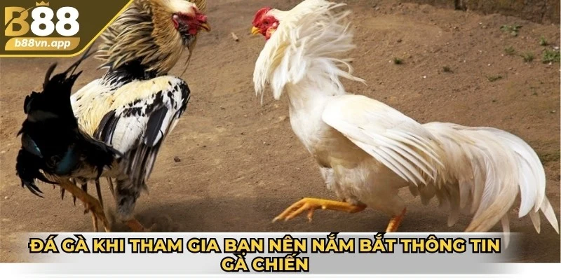 Đá gà B88 – Sân chơi kịch tính cho dân đam mê chọi kê 3 Đá gà khi tham gia bạn nên nắm bắt thông tin gà chiến