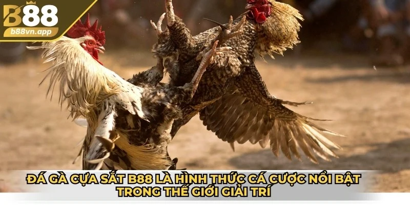 Đá gà cựa sắt B88 - Sân chơi giải trí chất lượng đỉnh cao 2 Đá gà cựa sắt B88 là hình thức cá cược nổi bật trong thế giới giải trí trực tuyến
