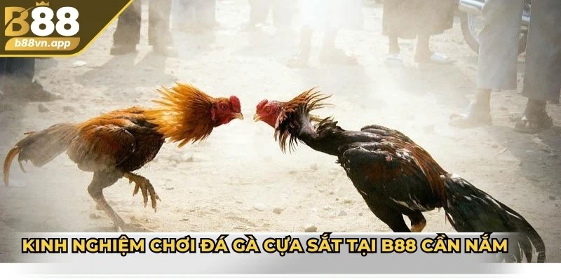 Đá gà cựa sắt B88 - Sân chơi giải trí chất lượng đỉnh cao 4 Kinh nghiệm chơi đá gà cựa sắt tại B88 cần nắm