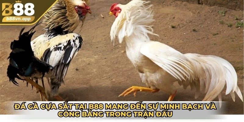 Đá gà cựa sắt B88 - Sân chơi giải trí chất lượng đỉnh cao 3 Đá gà cựa sắt tại B88 mang đến sự minh bạch và công bằng trong các trận đấu