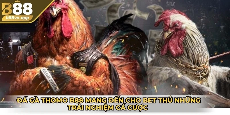 Đá gà Thomo B88 - Nơi tranh tatu của chiến kê dũng mãnh 2 Đá gà Thomo B88 mang đến cho bet thủ những trải nghiệm cá cược tuyệt vời