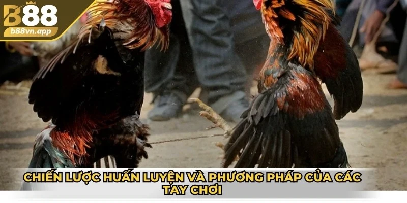 Trận đá gà 36 Tỷ - Sự kiện lừng danh không thể bỏ qua 3 Chiến lược huấn luyện và phương pháp của các tay chơi